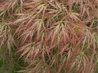 Acer palmatum 'dissectum Ornatum'