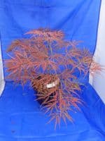 Acer palmatum dissectum 'Ornatum'