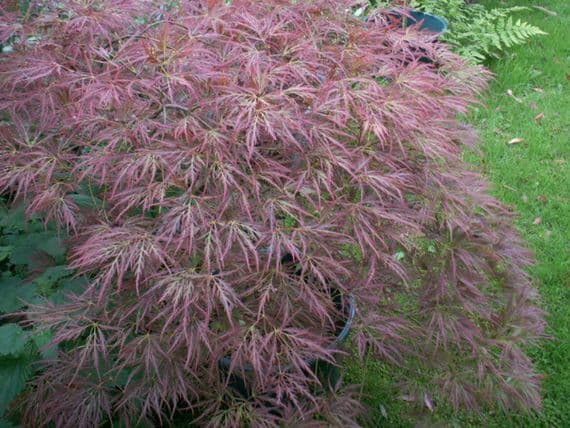 Acer palmatum 'dissectum Ornatum'