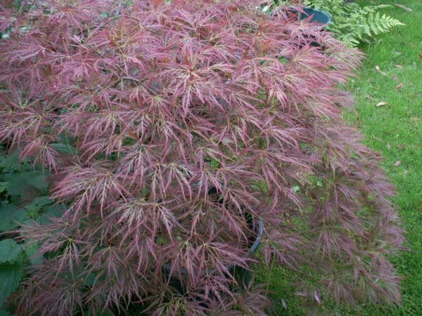 Acer palmatum 'dissectum Ornatum'