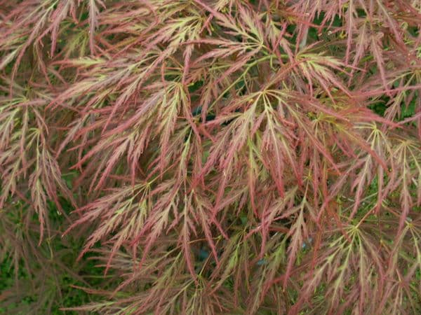 Acer palmatum 'Dissectum Ornatum'