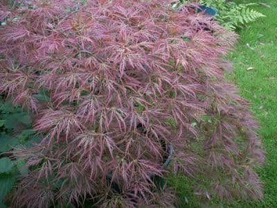 Acer palmatum dissectum 'Ornatum'