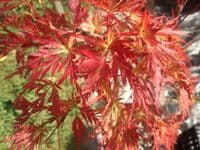 Acer palmatum dissectum 'Seiryu'