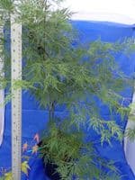 Acer palmatum 'Dissectum Seiryu'