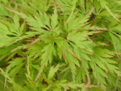 Acer palmatum 'Dissectum Seiryu'