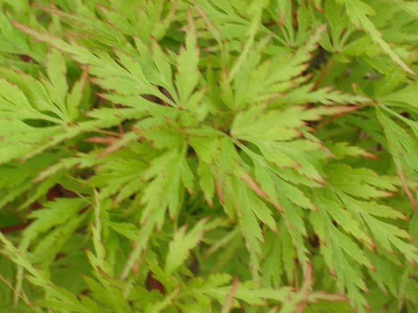 Acer palmatum dissectum 'Seiryu'