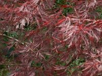 Acer palmatum dissectum 'Stella Rossa'