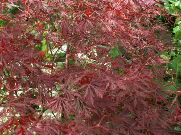 Acer palmatum 'Dissectum Stella rossa'