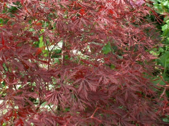 Acer palmatum dissectum 'Stella Rossa'