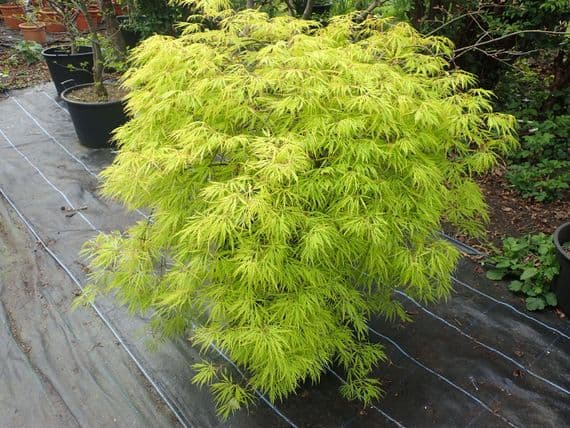Acer palmatum dissectum 'Sunset'