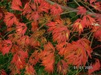 Acer palmatum 'Dissectum viridis'