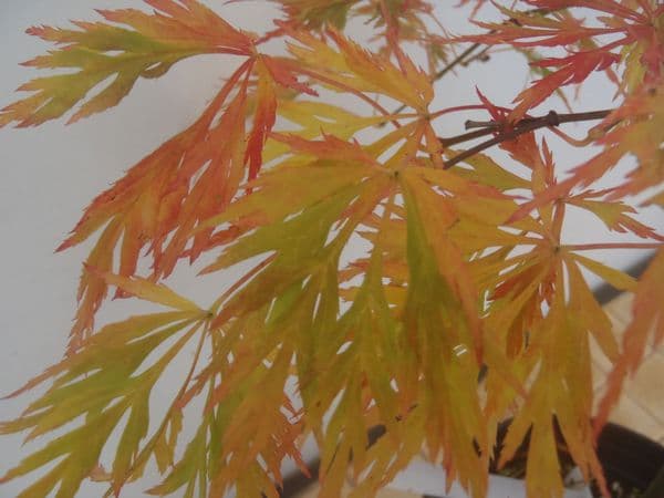 Acer palmatum 'Dissectum viridis'