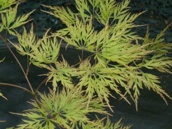 Acer Palmatum 'dissectum Waterfall'