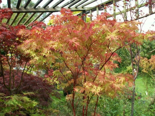 Acer Palmatum 'Eddisbury'