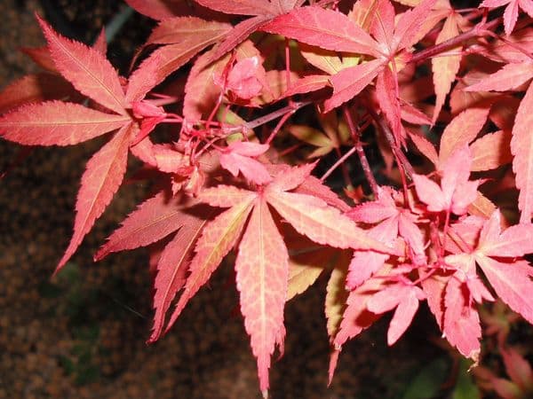 Acer Palmatum 'English town'