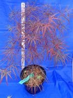 Acer palmatum 'Enkan'