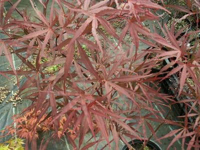 Acer palmatum 'Enkan'