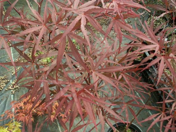 Acer palmatum 'Enkan'