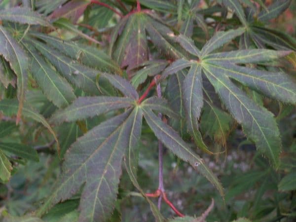 Acer palmatum 'Fior d'arancio'