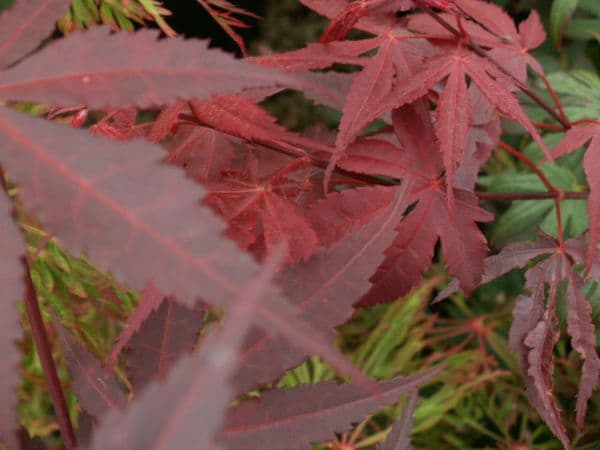 Acer Palmatum 'fireglow'