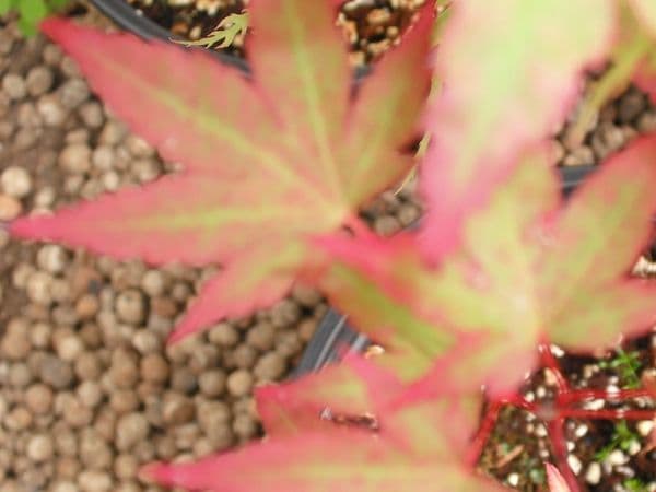 Acer Palmatum 'Franny'