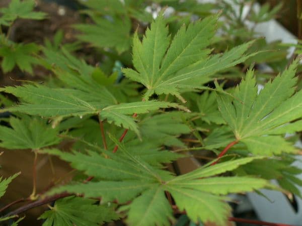 Acer Palmatum 'Green Trompenburg'