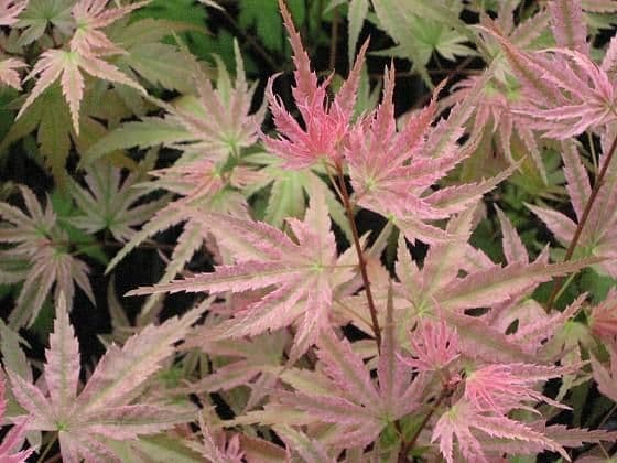 Acer palmatum 'Hino-tori-nishiki'