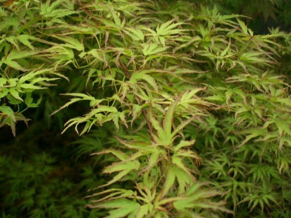 Acer palmatum 'Kamagata'