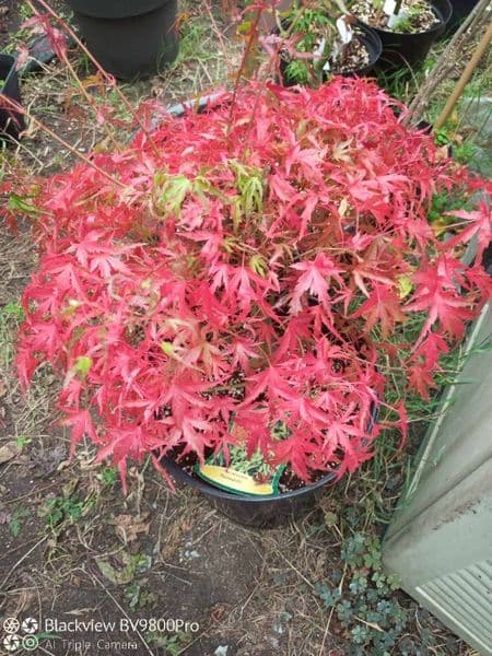 Acer palmatum kamagata dwarf maple