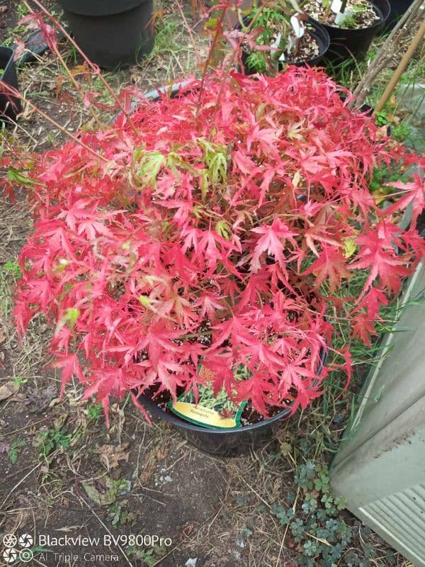 Acer palmatum kamagata dwarf maple