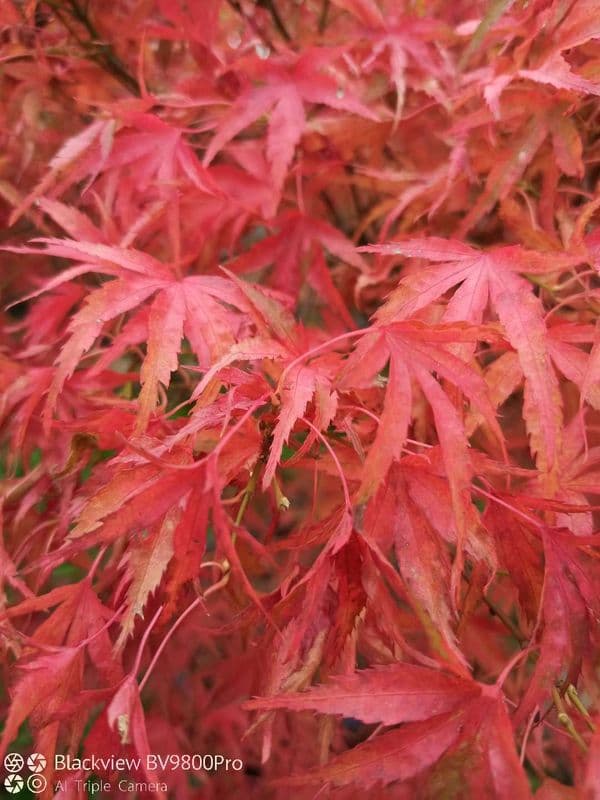 Acer palmatum kamagata dwarf maple