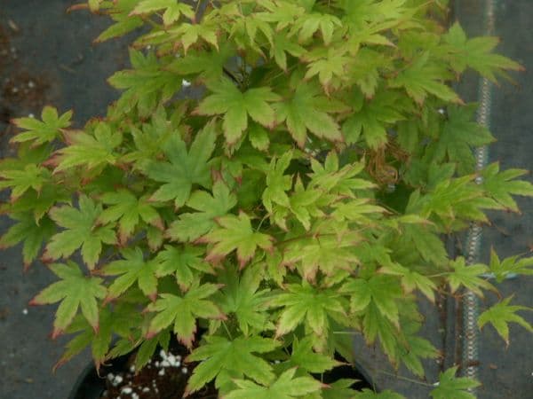 Acer palmatum 'Kashima'