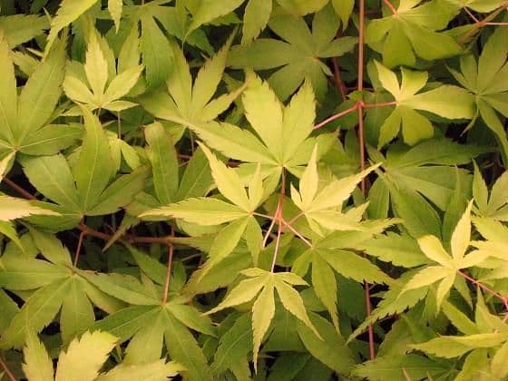 Acer palmatum 'Katsura'