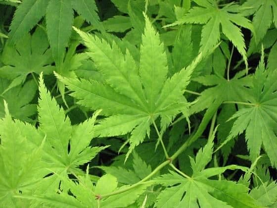 Acer palmatum 'Ki hachijo'