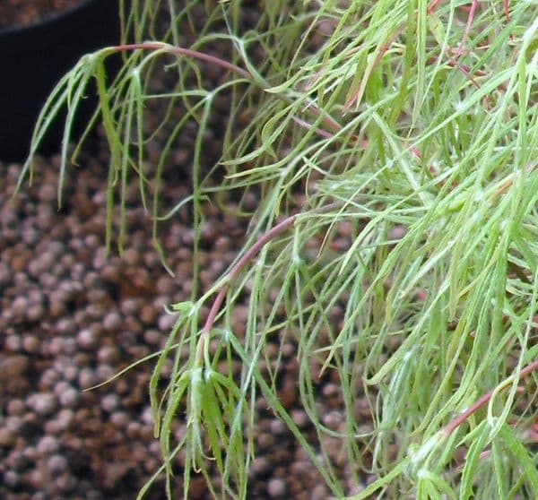 Acer palmatum 'Kinshi'