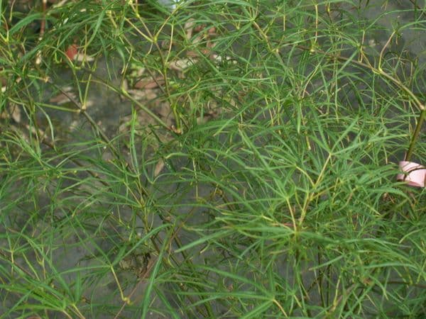 Acer palmatum 'Kinshi'