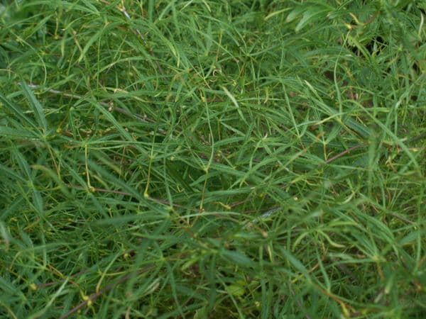 Acer palmatum 'koto no ito'