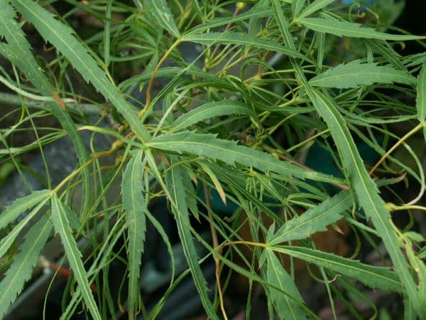 Acer palmatum 'Koto no ito'