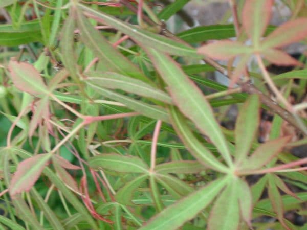 Acer palmatum 'Linearlobum'