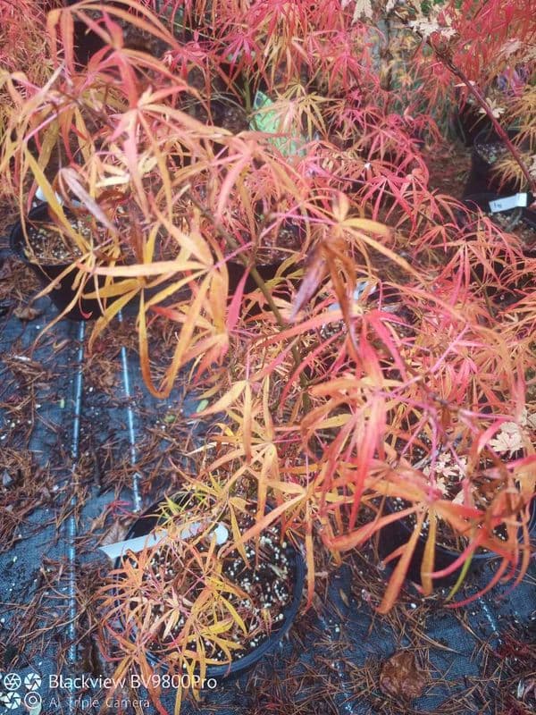 Acer palmatum 'Linearlobum'