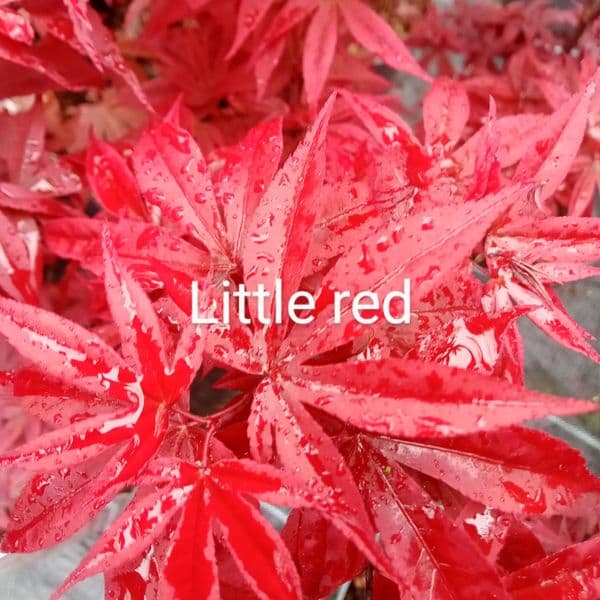 Acer palmatum 'Little Red'