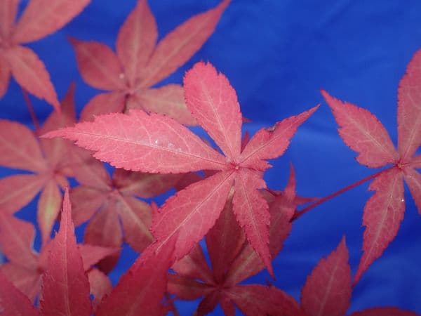 Acer palmatum 'Long man''