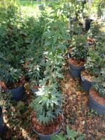 Acer palmatum Mikawa Yatsubusa