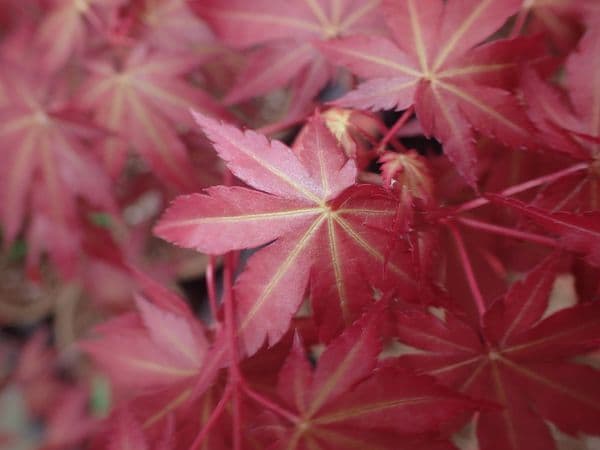Acer palmatum 'Mila' (new)
