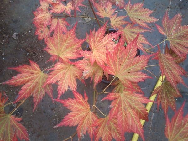 Acer palmatum 'Mirte'