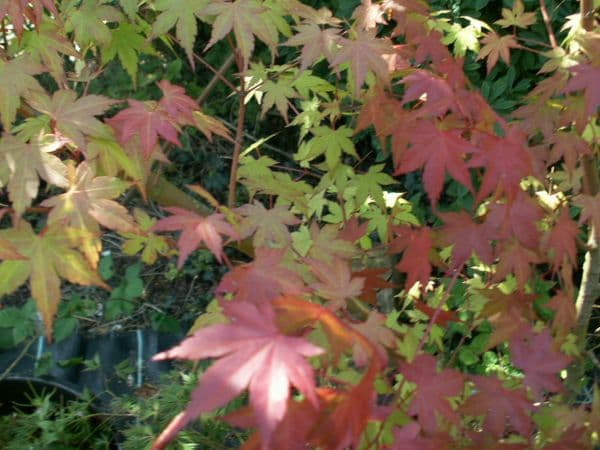 Acer palmatum 'Momoiro koyasan'