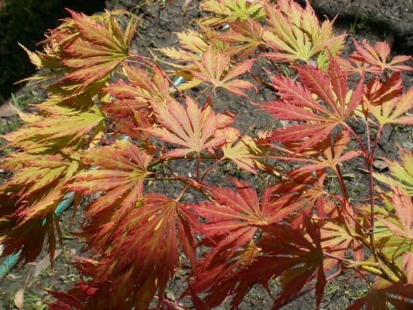 Acer palmatum 'Omurayama'