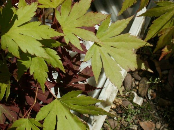 Acer palmatum 'Orange dream'