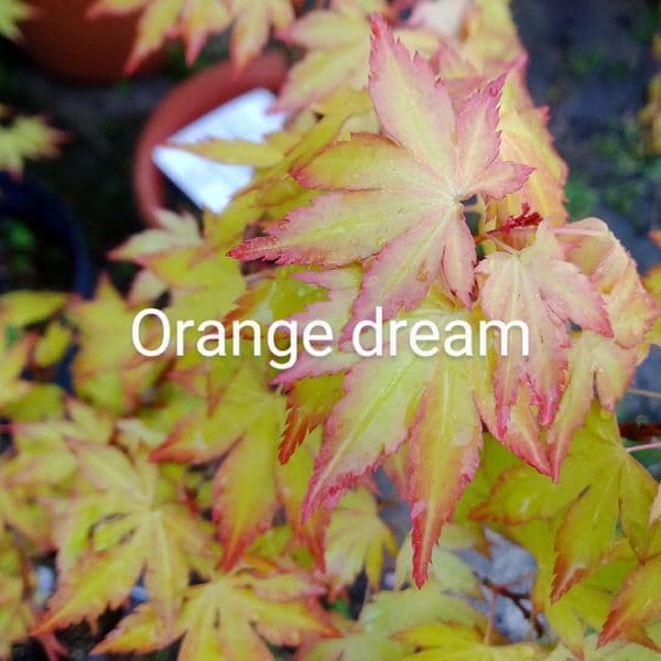 Acer palmatum 'Orange dream'