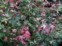 Acer palmatum 'Oridono-nishiki'